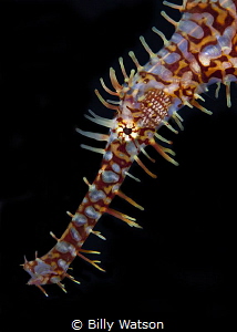 Ornate Ghost Pipefish
Lembeh by Billy Watson 
